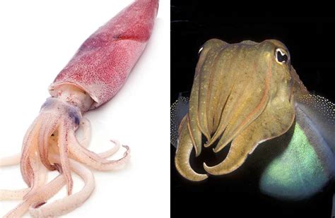 how are cuttlefish similar to and different from squid